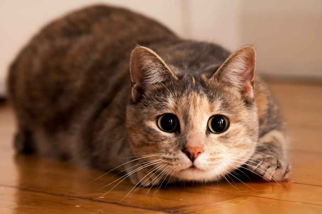 катаракта у кошек.jpg