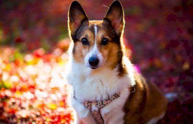 Дерматит у собак: разновидности и лечение