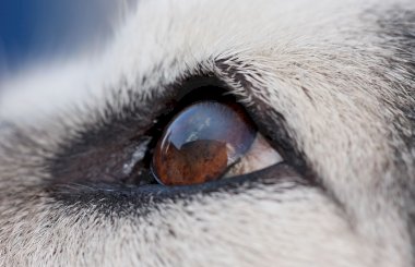 Что делать, если у собаки красные глаза и слезятся? – Советы профессионалов