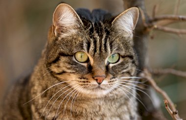 Берегите глаза кошек от кератита