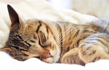 Почему кошка храпит во сне