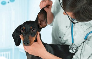 Грамотный уход за ушами собаки – залог ее здоровья и бодрости