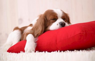 Как приучить щенка спать на своем месте