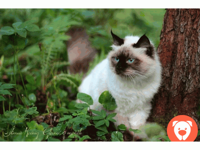 картинка Продажа невского маскарадного котенка