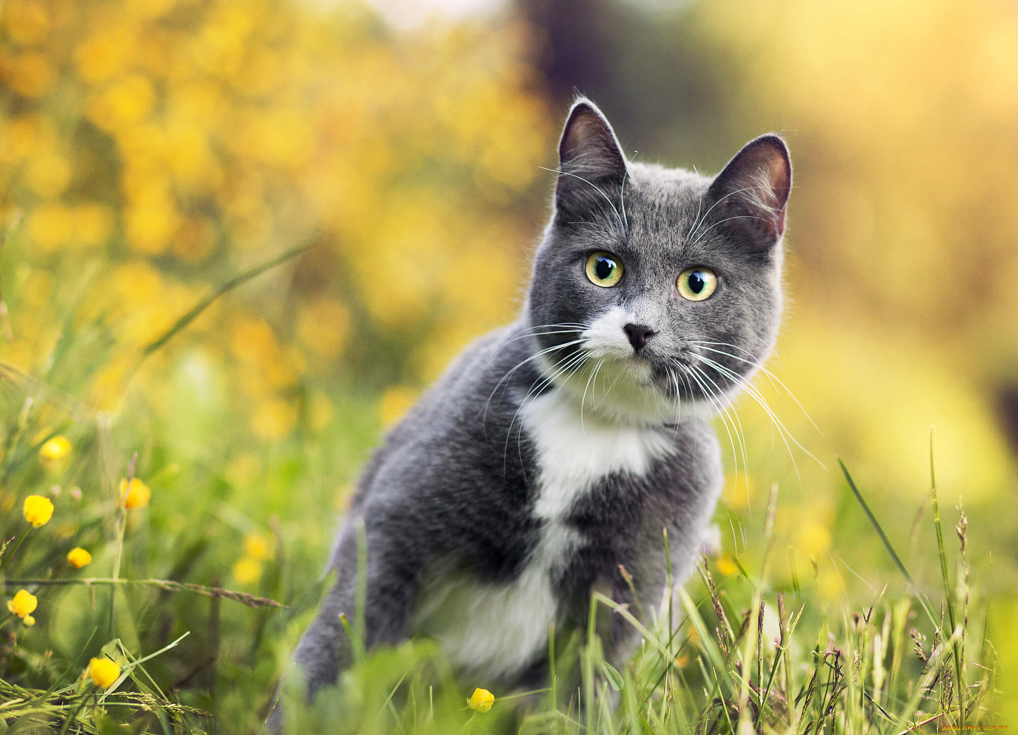 Котики картинки. Красивые кошки. Кот серый. Кошка серая. Красивая серая кошка.