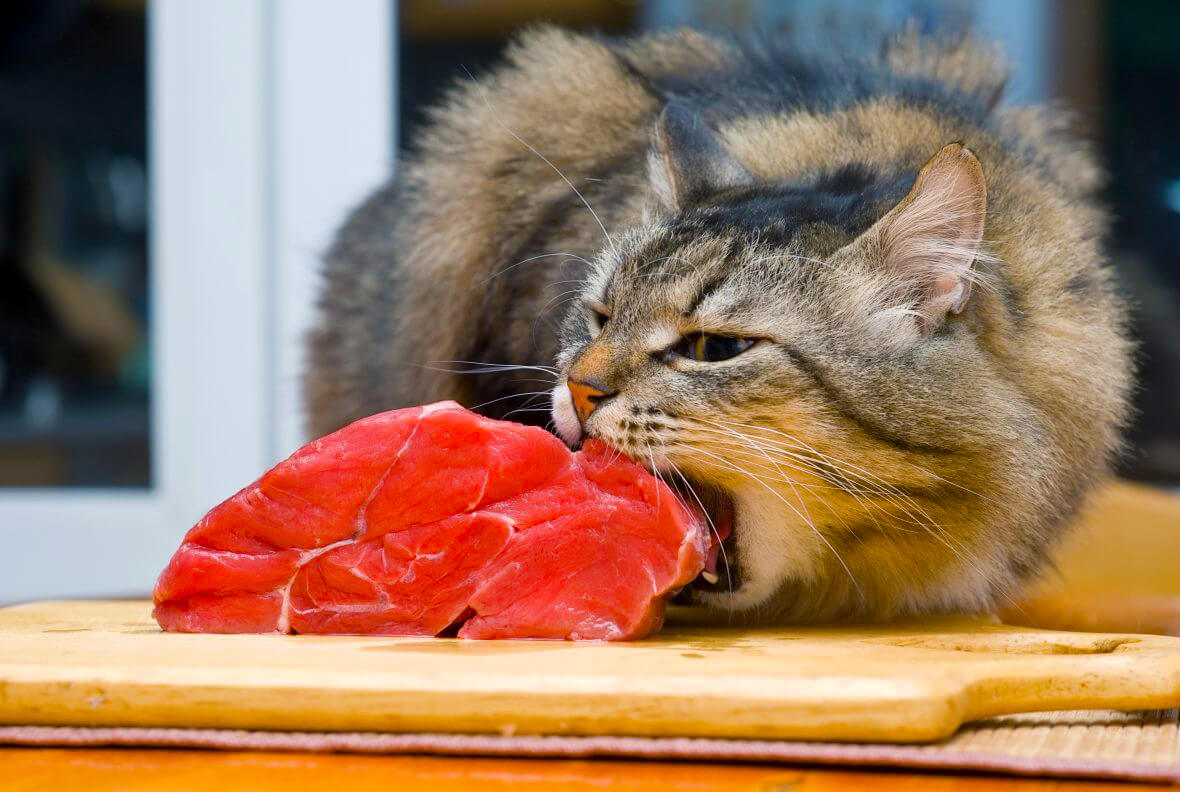 Можно ли кормить кошку сырым мясом?