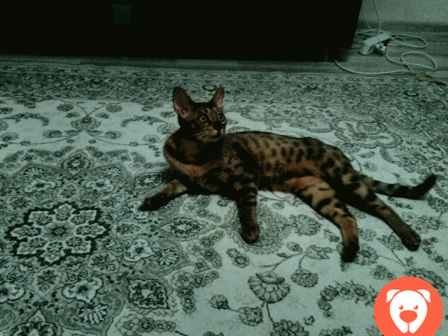 картинка Бенгальская кошка