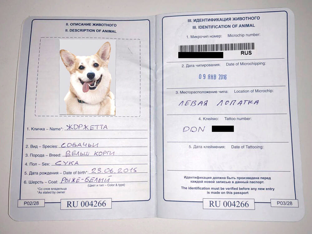 Размер Фото На Паспорт Собаки