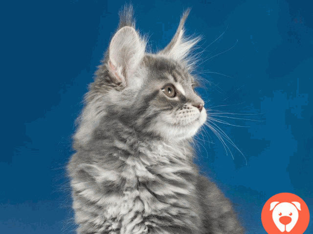 картинка Шикарный котейка голубой мрамор