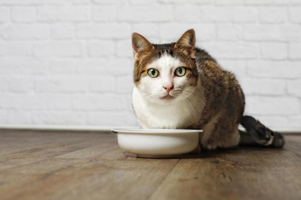 Можно ли давать кошке сметану если она есть только сухой корм
