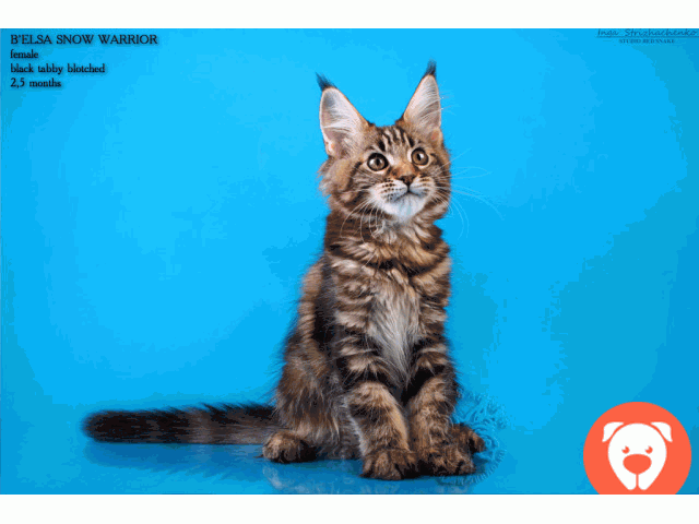 картинка Предлагаем котят породы мейн-кун от питомника