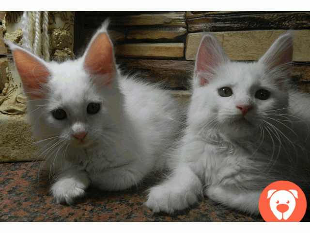 картинка Белоснежные котята Мейн-кун