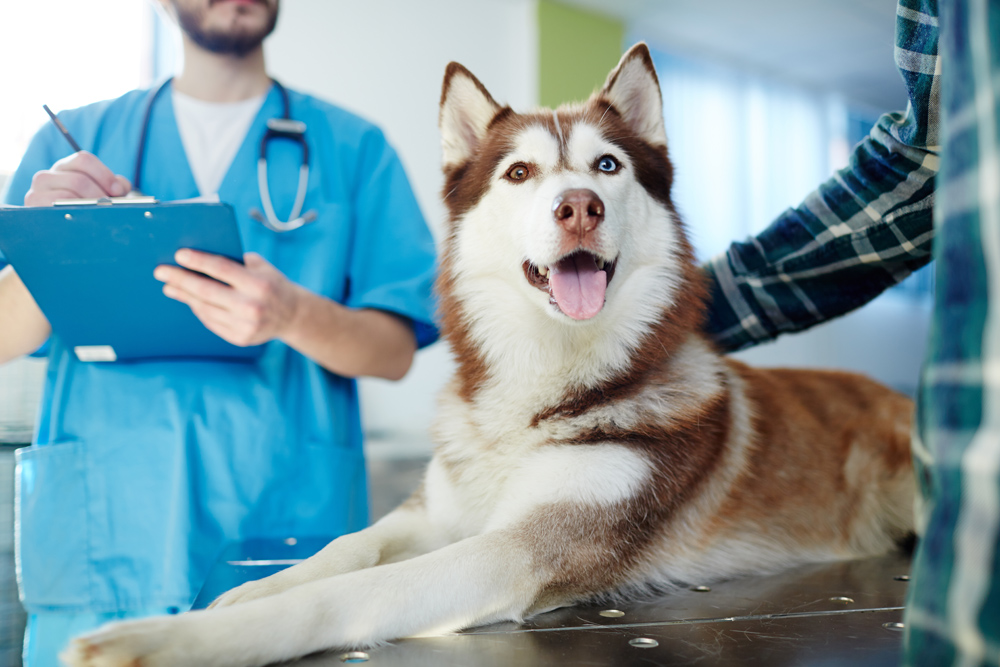 Лечение паралич задних конечностей у собак Ростов