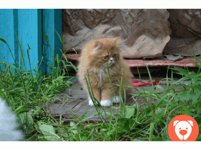 картинка Красивый котик из Нерчинска ищет семью