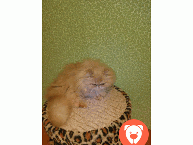 картинка Чистокровная персидская кошка в возрасте 2-х лет в