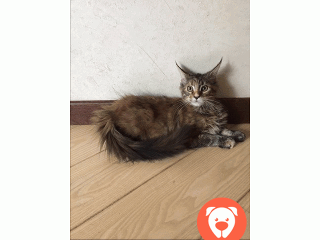картинка Продам роскошных котят мейн-кун