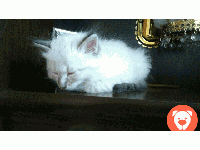 картинка Невская маскарадная кошка Сибирский колор-поинт