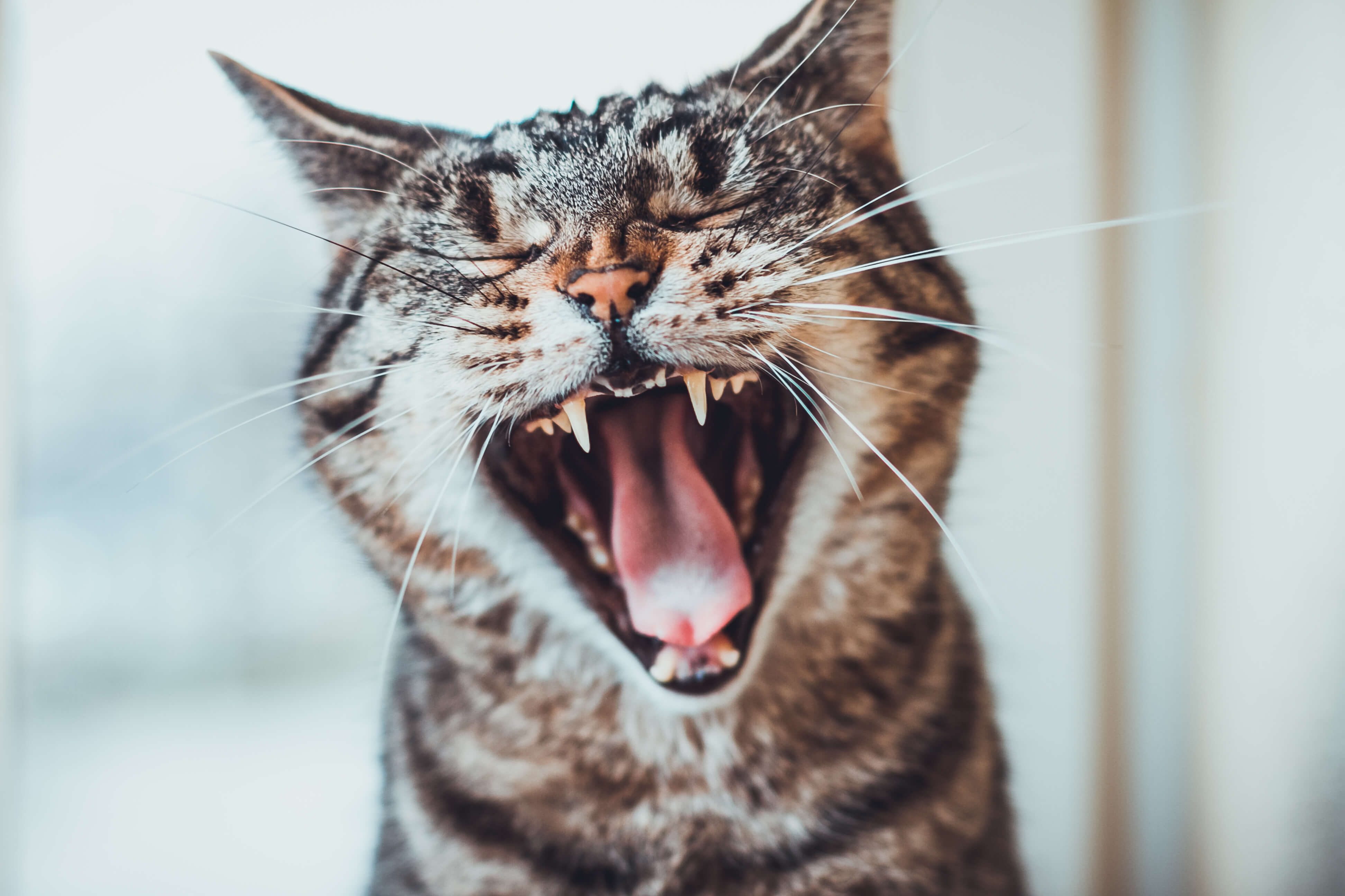 Кошка без зубов. Кот зевает.