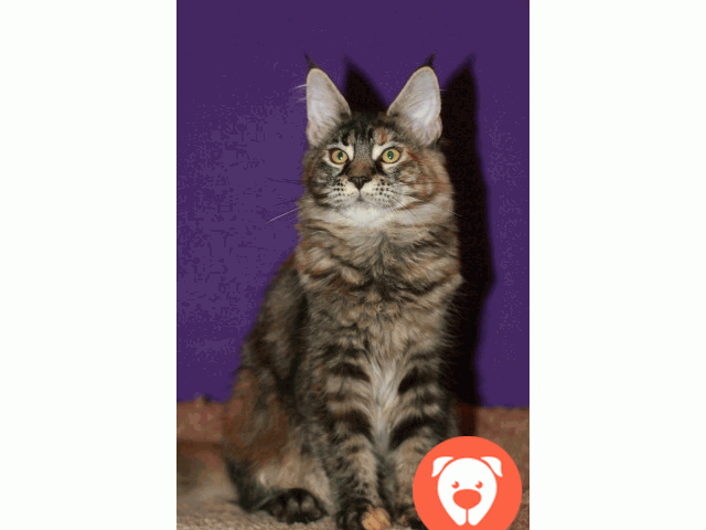 картинка Мейн-кун котенок 4м питомник