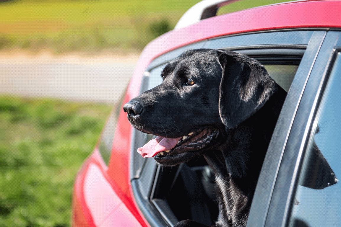 Что делать, если собаку укачивает в машине?
