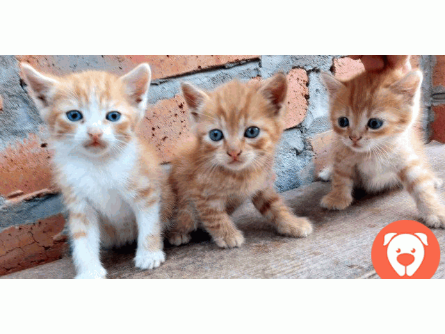 Сколько стоит маленькие рыженькие котята в зоомагазине. Купить в Белгороде рыжего котенка. Три рыжика