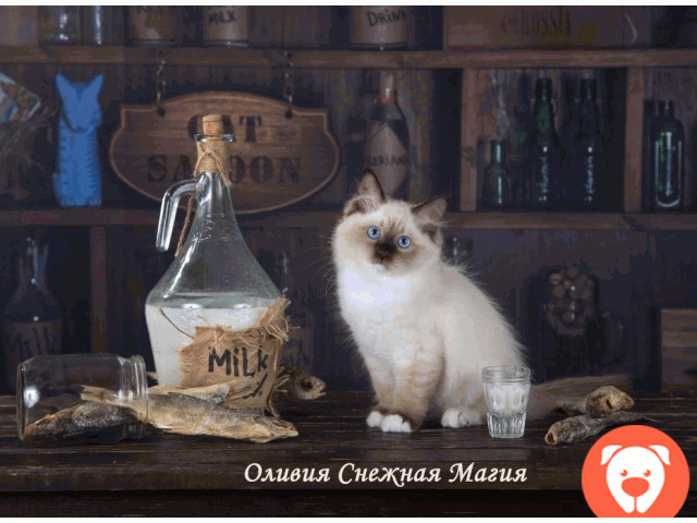 картинка Невский маскарадный котенок от Чемпиона Мира