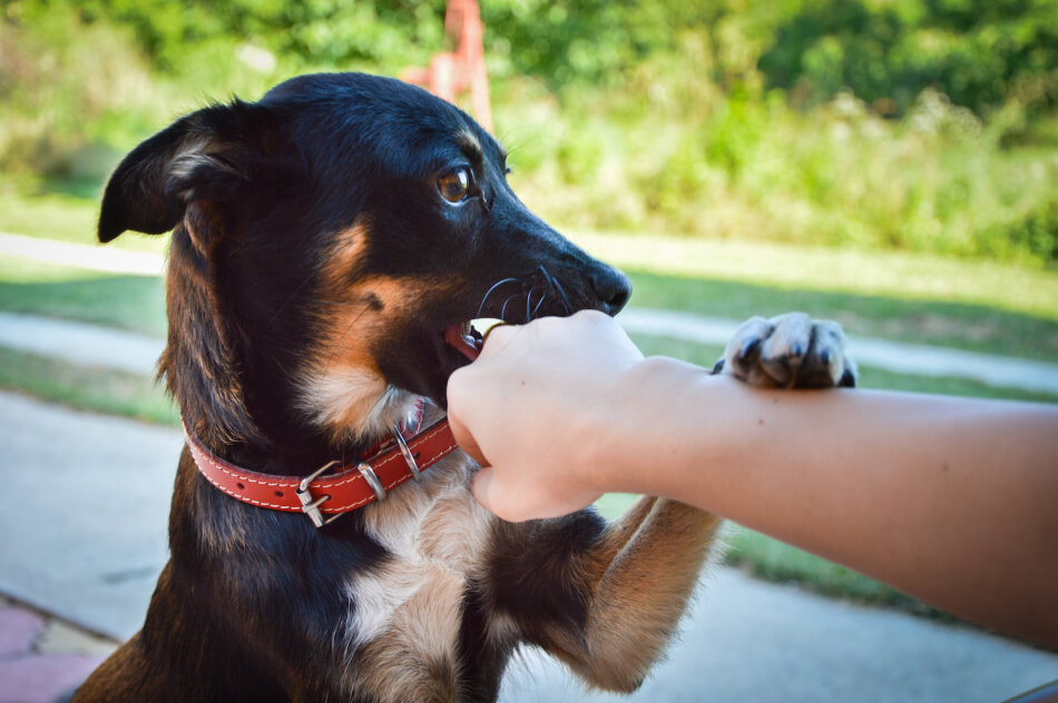 Как отучить собаку кусать руки хозяина — щенок все время кусается
