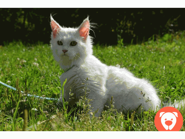 картинка Белые коты мейн кун с родословной