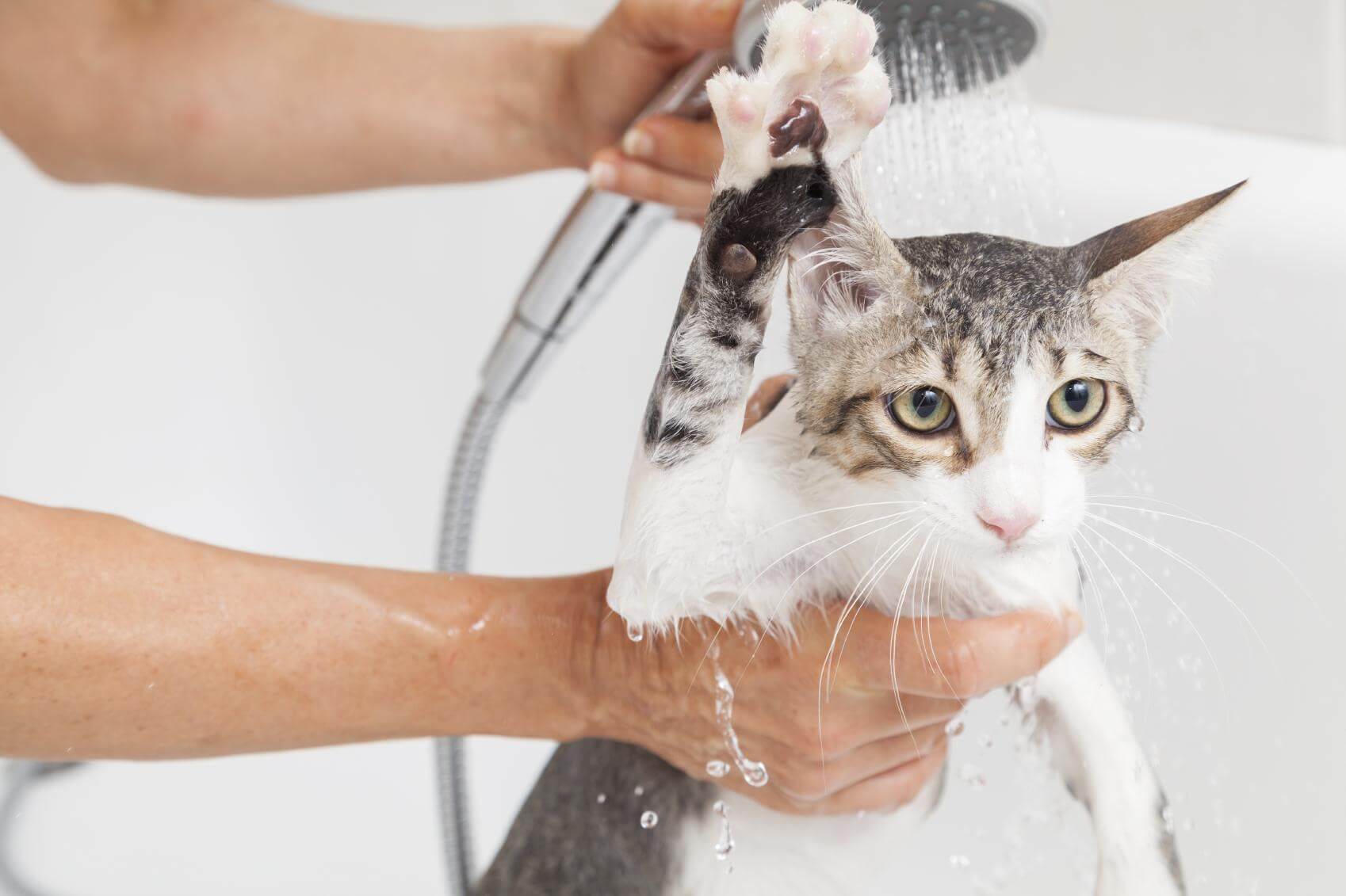 Можно купать котов. Мытье кошки. Купание кошки. Кошка моется. Помытая кошка.