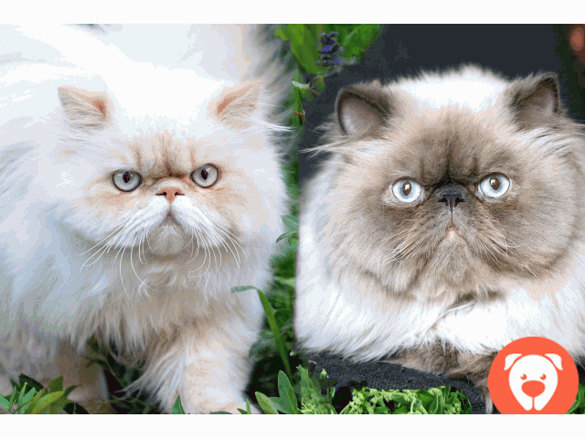 картинка Вязка с персом.Экстримальными котами.Гималайцами