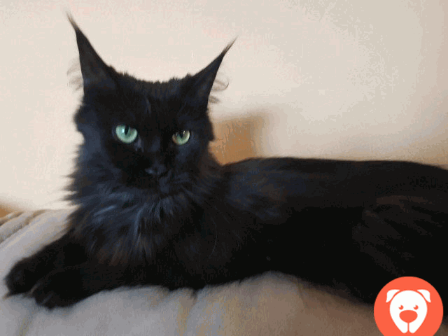 картинка Мейн-кун ищем кота для вязки только черного