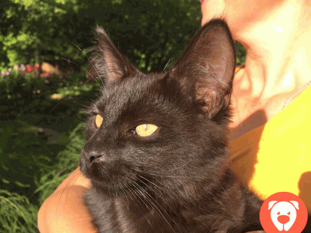 картинка Продам котенка Мейн-кун