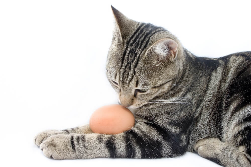 Можно ли кошкам яйца: в чем их польза и вред, кому можно и нельзя, как  давать