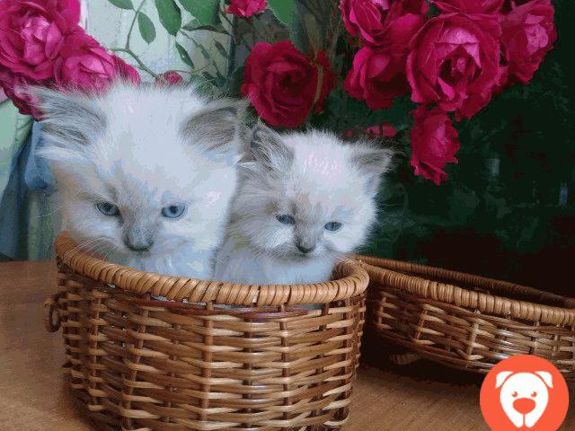 картинка Невские маскарадные котята, Новочеркасск