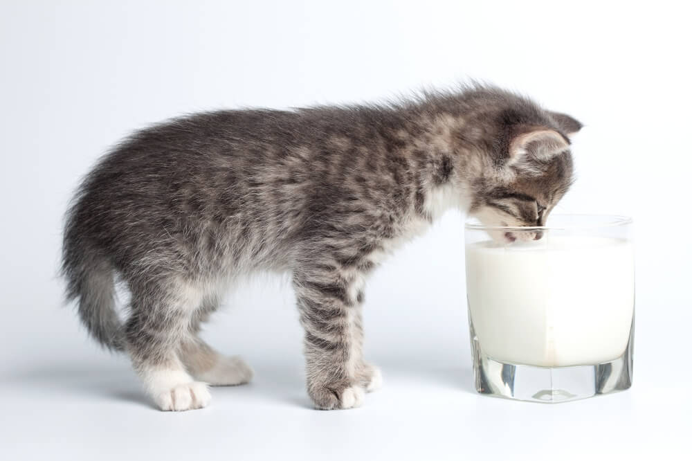 Можно ли кошкам молочные продукты