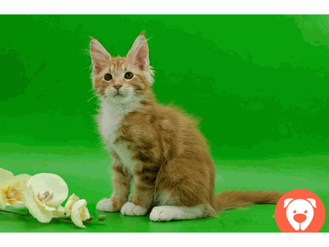 картинка Продам котят Мейн-куна