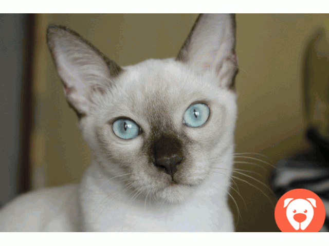 картинка Тонкинская кошечка-очарование глаз и характера