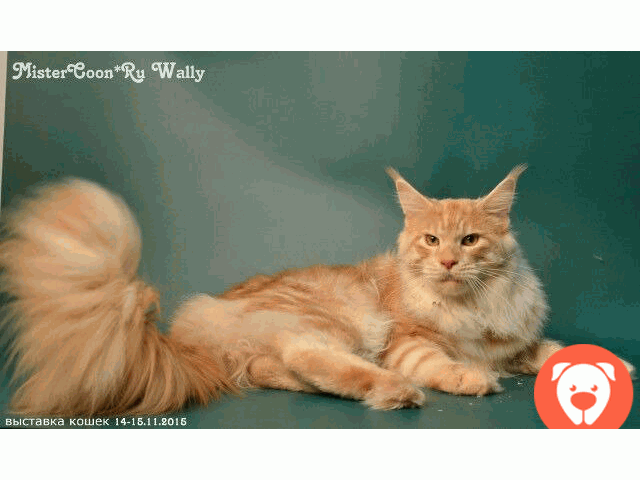 картинка Генетически чистый кот Мейн Кун, вязка