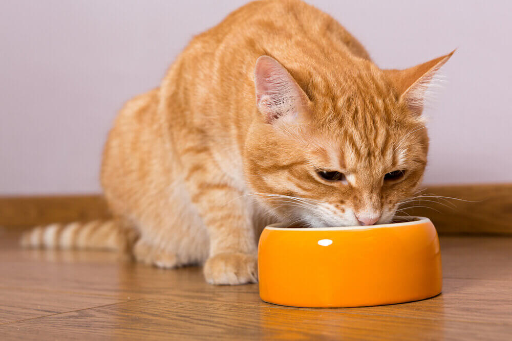Можно ли кошке давать творог если она ест сухой корм
