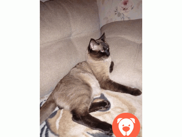картинка Вязка сиамского кота
