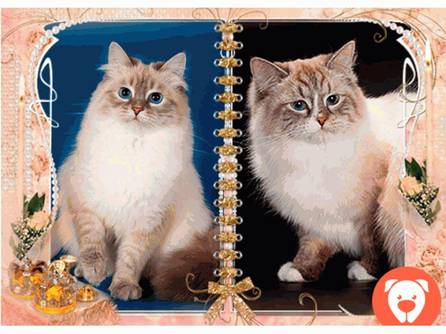 картинка Невские маскарадные котята