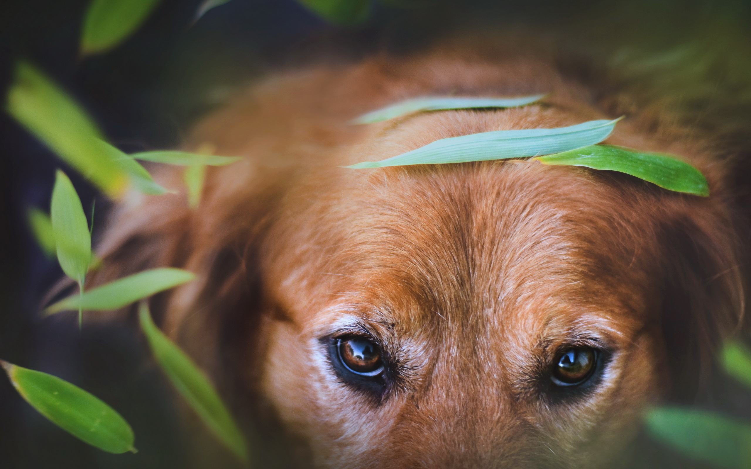 Синдром сухого глаза у собак капли
