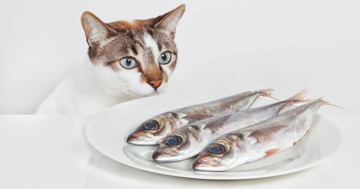 Как часто можно давать кошке рыбу — килька для кошек