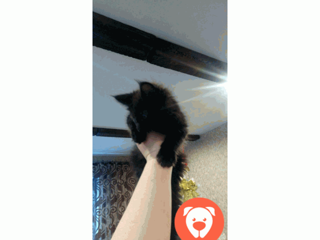 картинка Черненькие Котята Мейн-кун