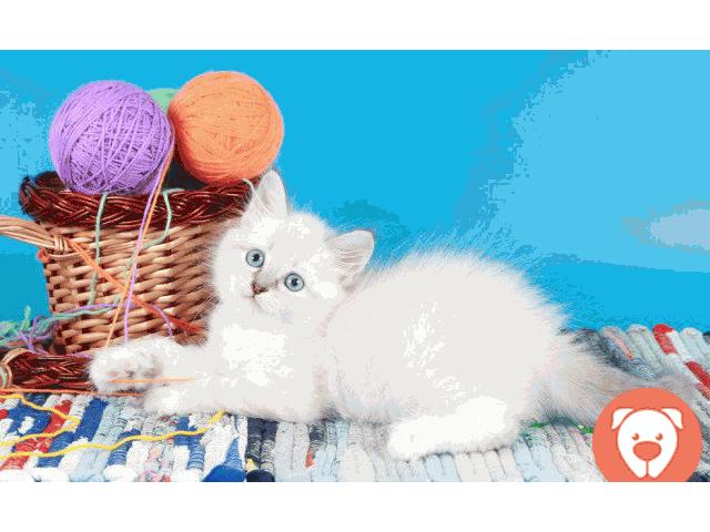 картинка Невские маскарадные котята из питомника