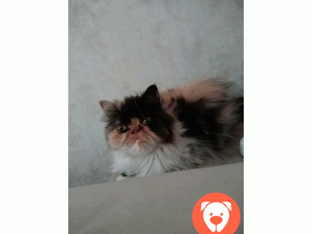 картинка Персидская кошка каликотрехцветная