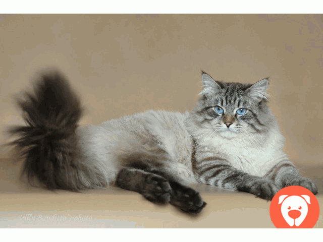 картинка Невская маскарадная кошка ищет кота для вязки