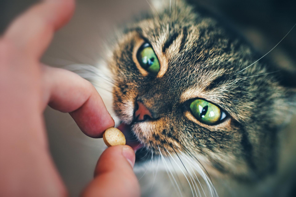 Лучшие препараты от глистов для кошек широкого спектра.jpg