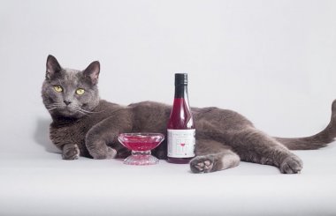 Вино для кошек и собак: вред или польза ?