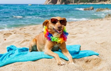 Можно ли с собакой прийти на пляж